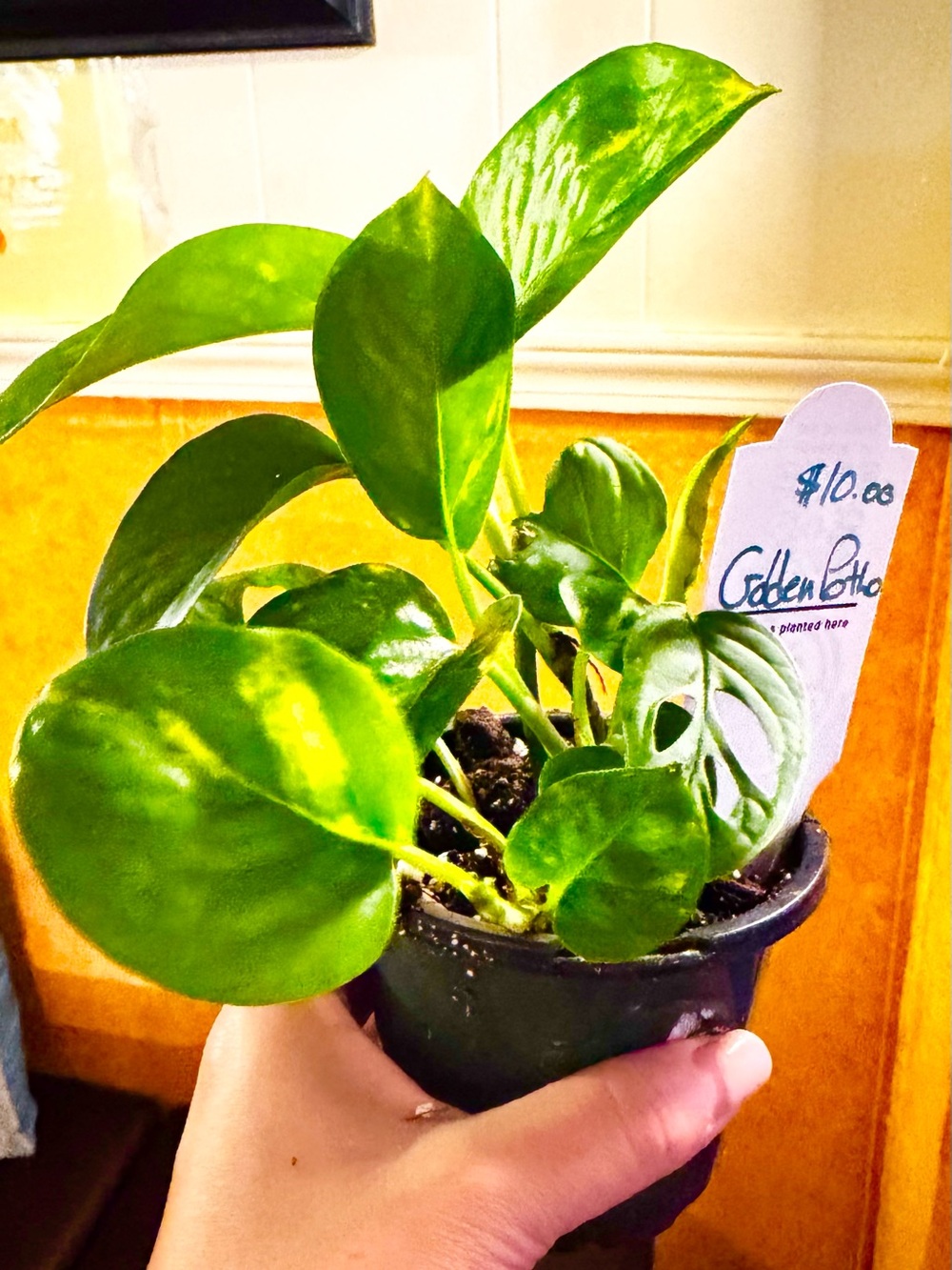 Live Houseplant - Vibrant Green Golden Potho